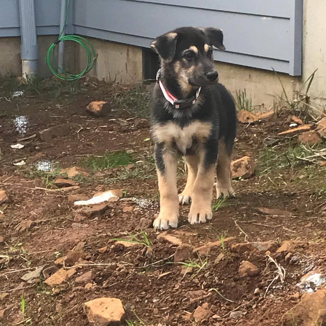 Backyard dog